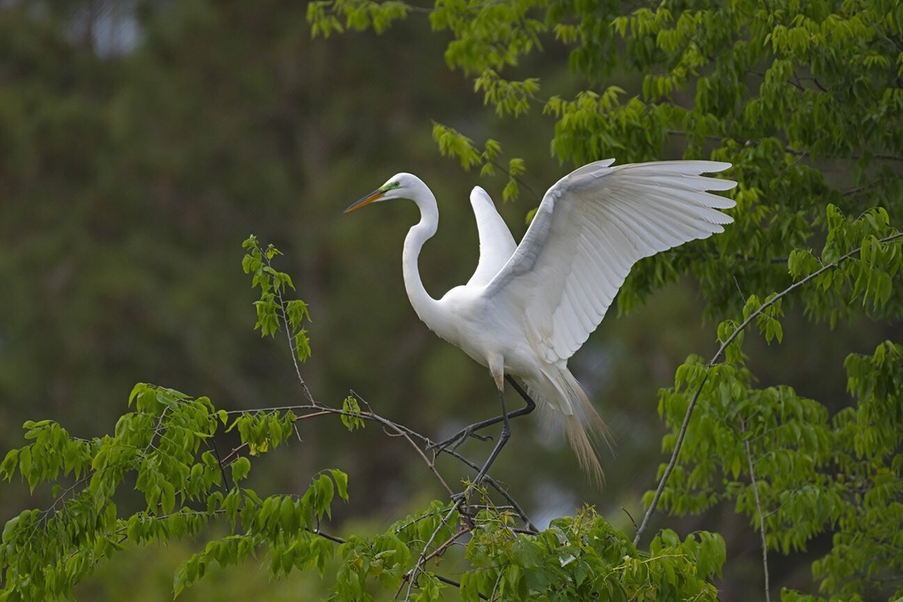 "Great Egret Wings"