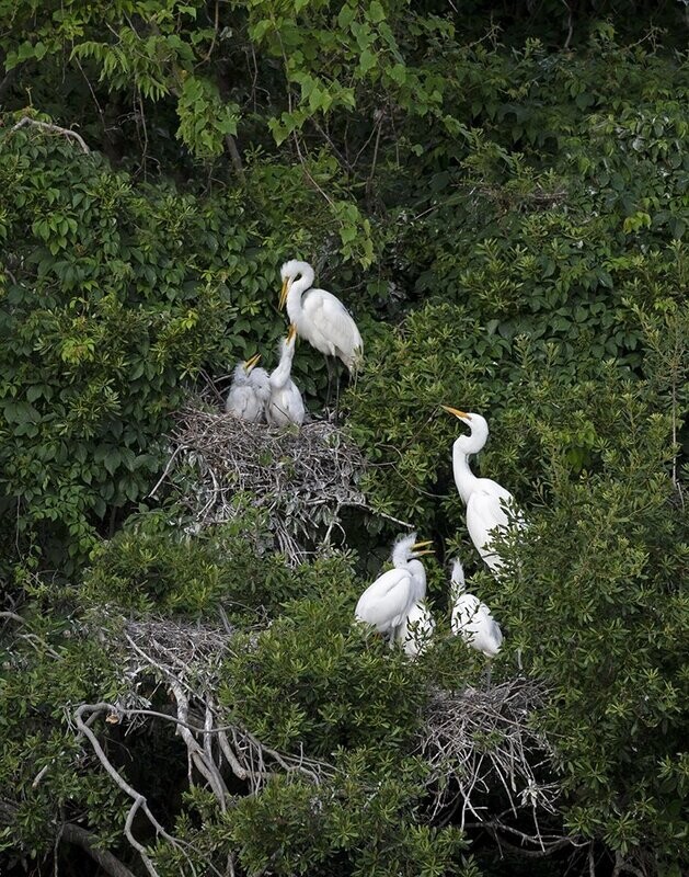 "Egrets with Chicks"