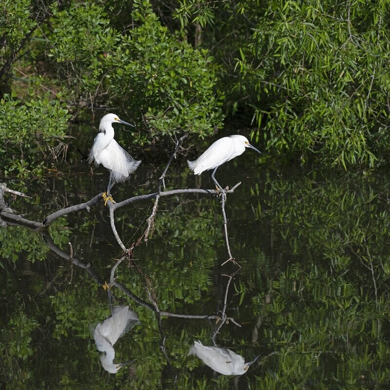 "Snowy Egrets with Reflection"