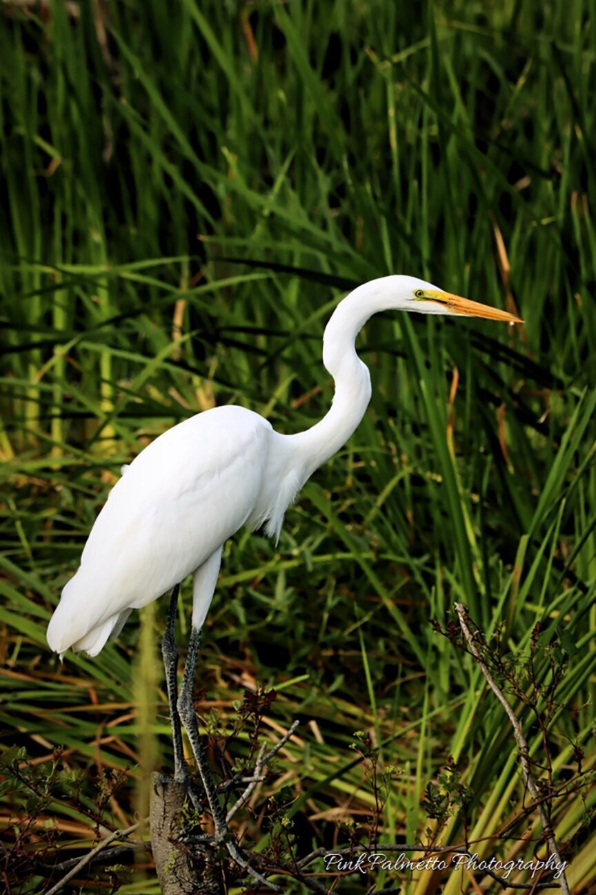 "A Moment of Egret" by Leann Weimar