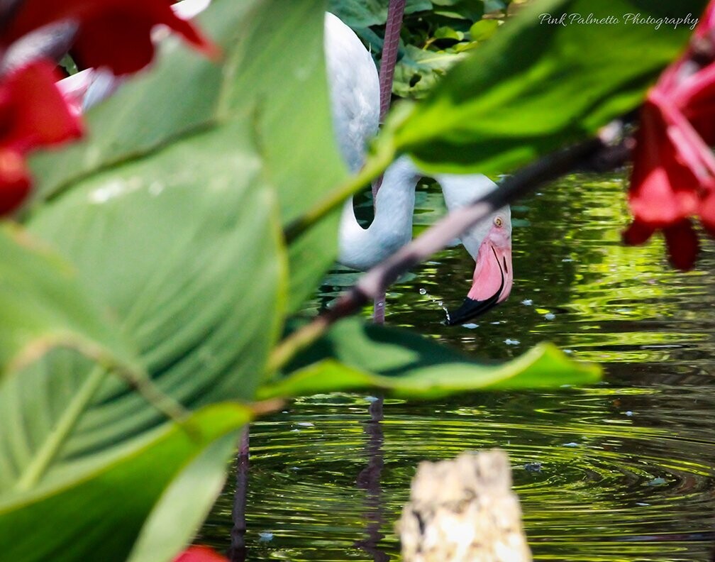 "A Quick Drink" by Pink Palmetto Photography
