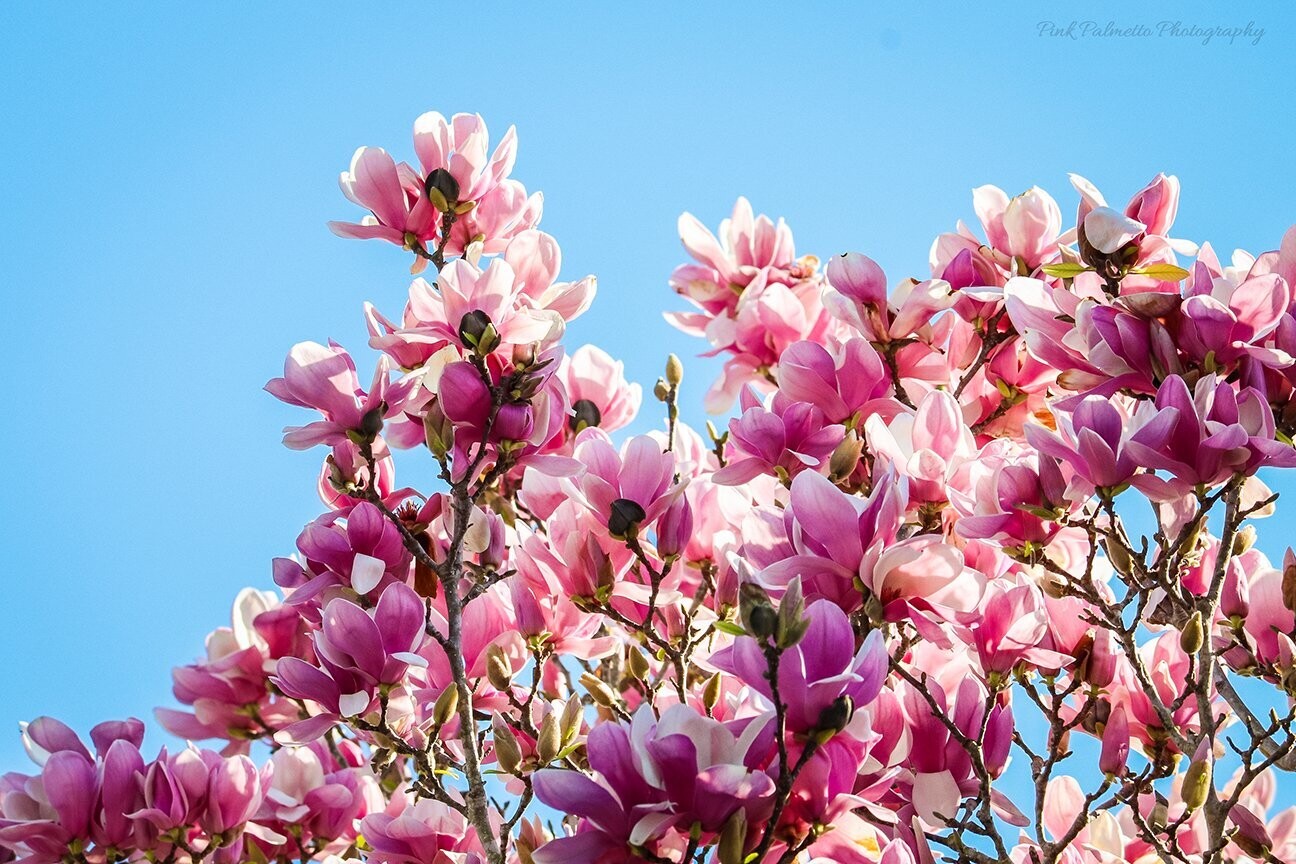 "A Blossoming of Spring" by Leann Weimar