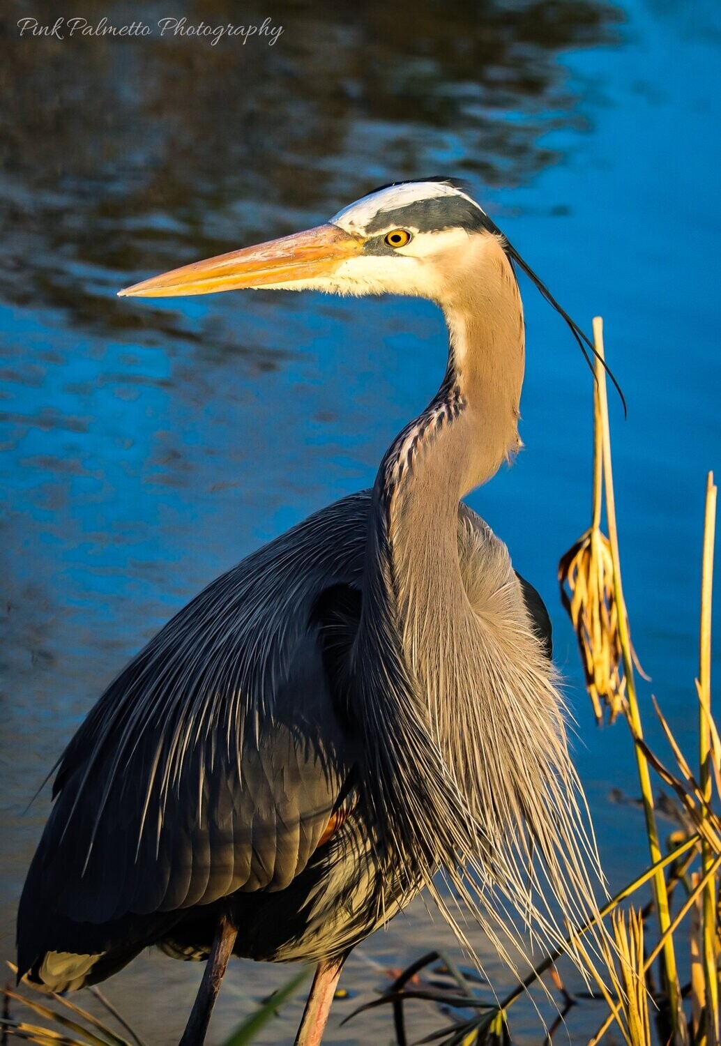 "A Grey Heron at Sunset" by Leann Weimar