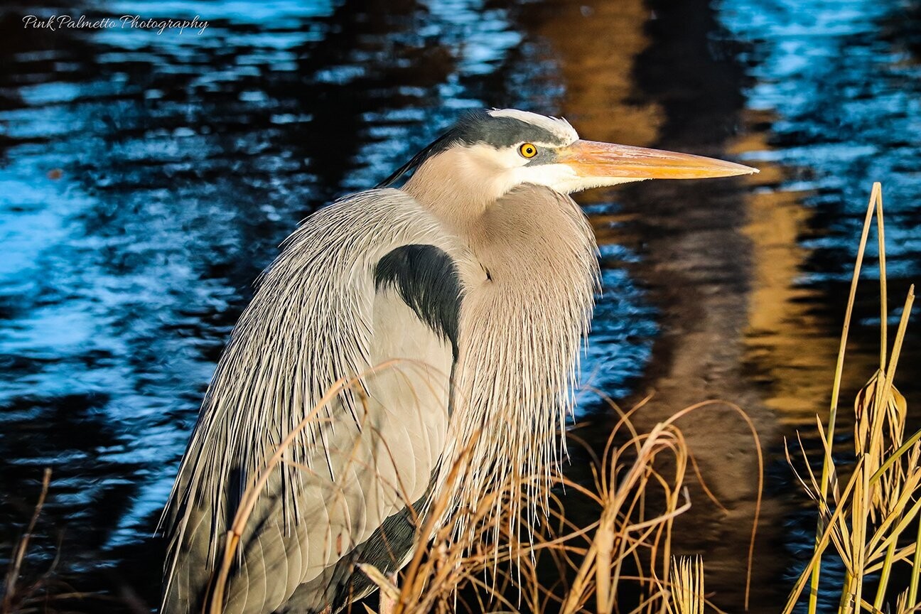 "A Heron in the Reeds" by Leann Weimar