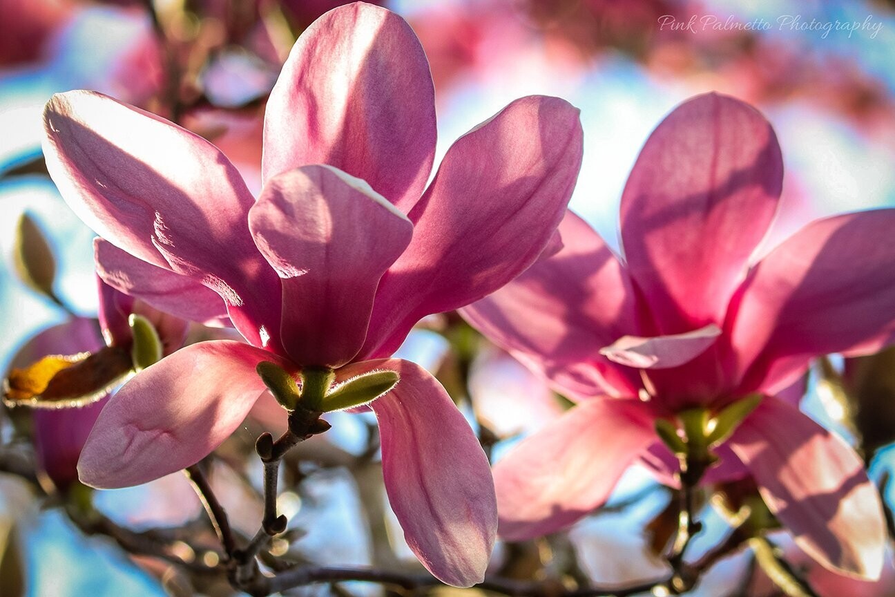 "A Spring Saucer Magnolia" by Leann Weimar