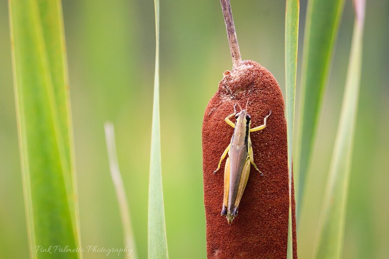 "A Grasshopper & A Cattail" by Leann Weimar