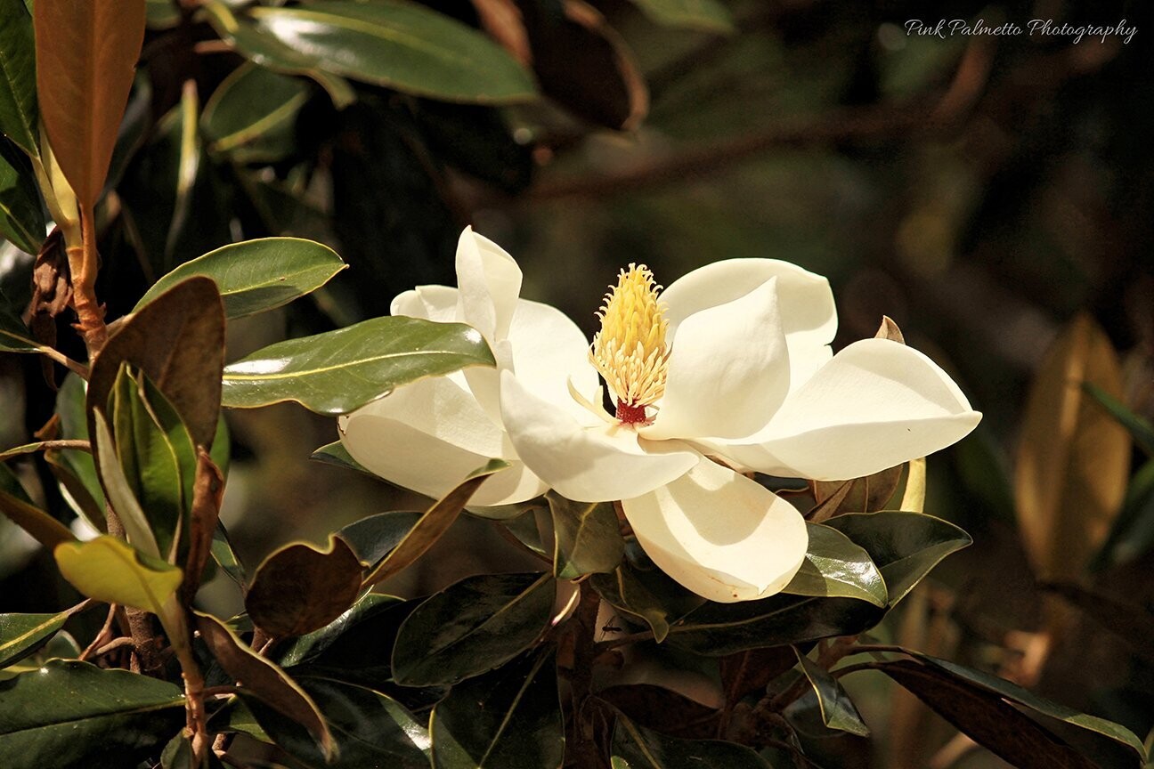 "A Bloom Into Summer" by Leann Weimar