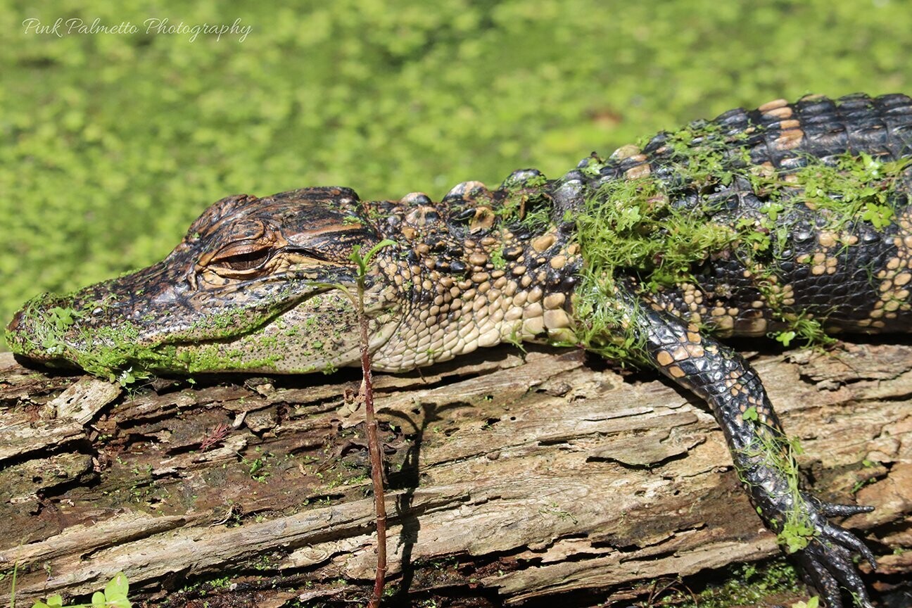 "A Sunday in the Swamp" by Leann Weimar