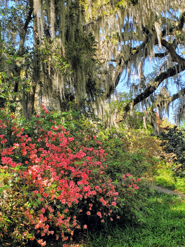 "Brookgreen" by Anna Minner