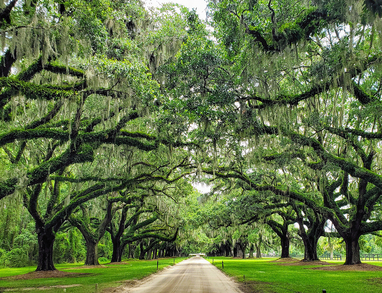 "Avenue of Oaks" by Anna Minner
