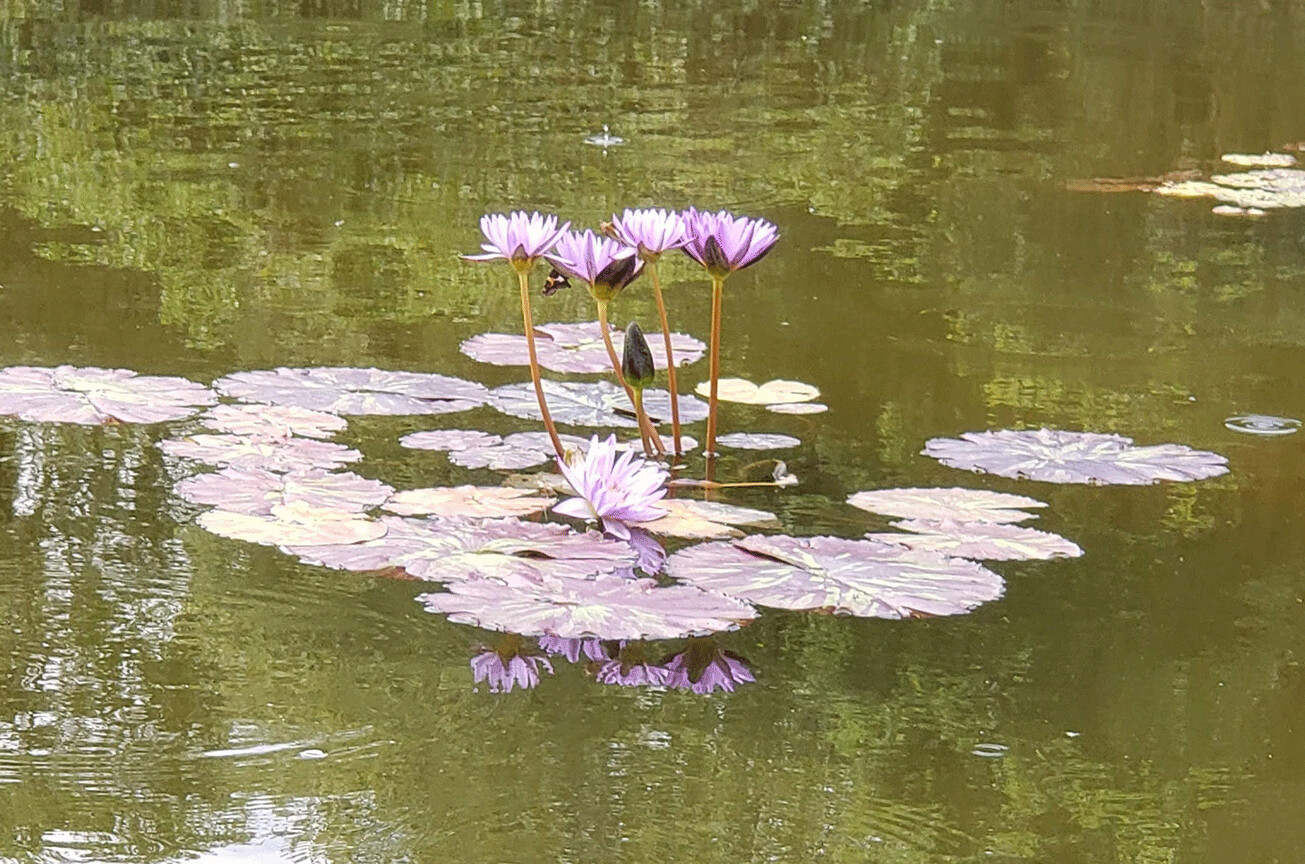 "Purple Water Lilies" by Anna Minner