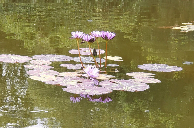 "Purple Water Lilies" by Anna Minner