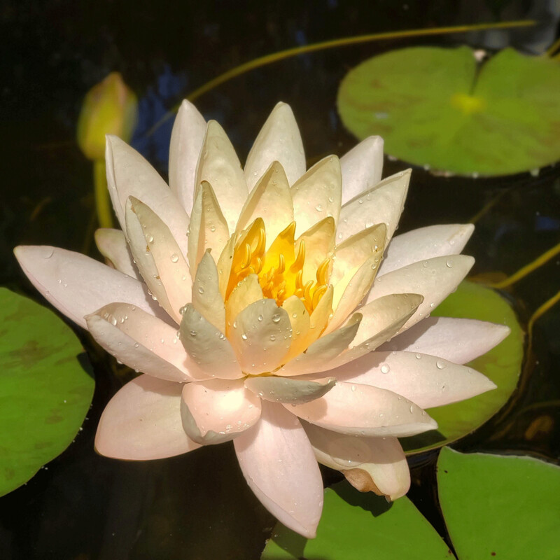 Water Lily" by Anna Minner