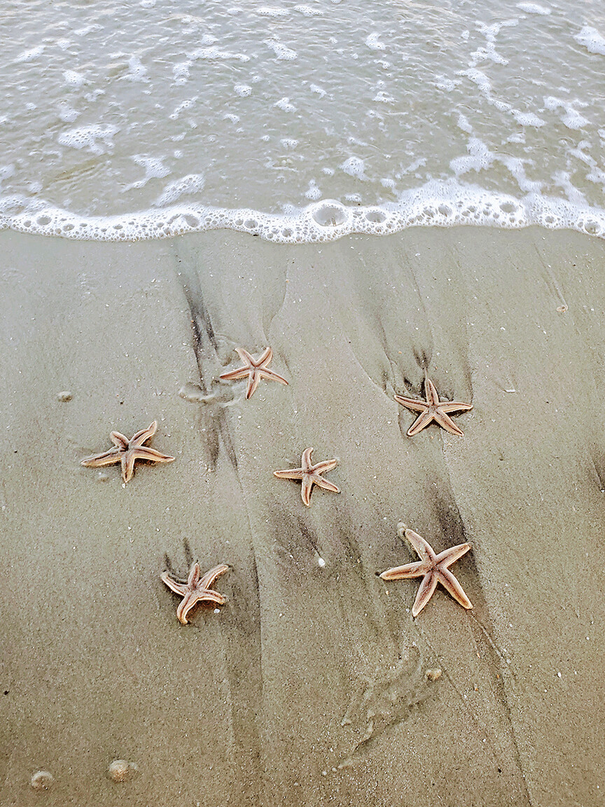 "Starfish" by Anna Minner