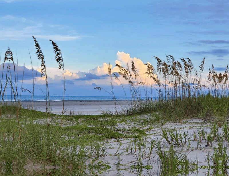 "Sea Oats" by Anna Minner