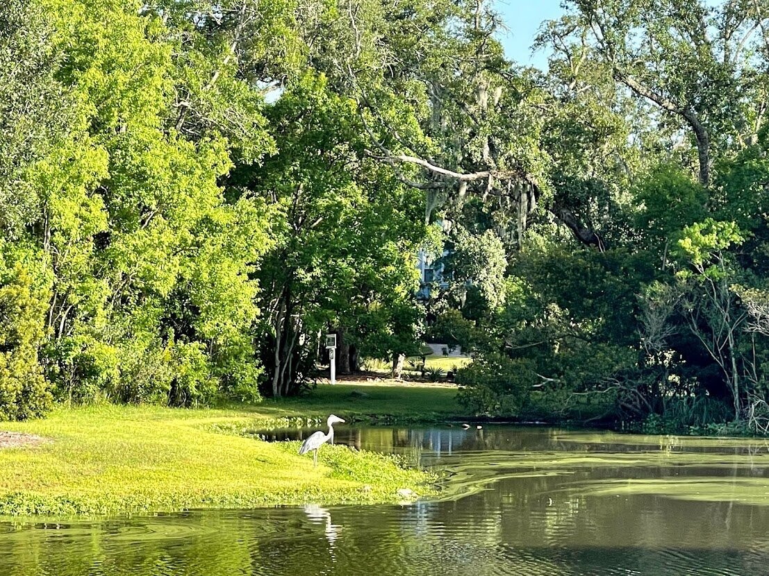 Daniel Island 014 by Amie Thigpen