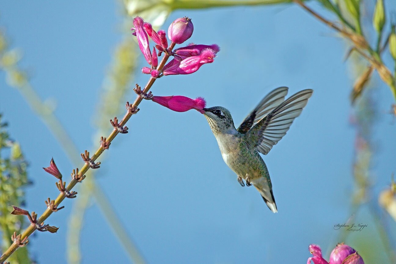 "Hummingbird -003" by Stephen Nappi