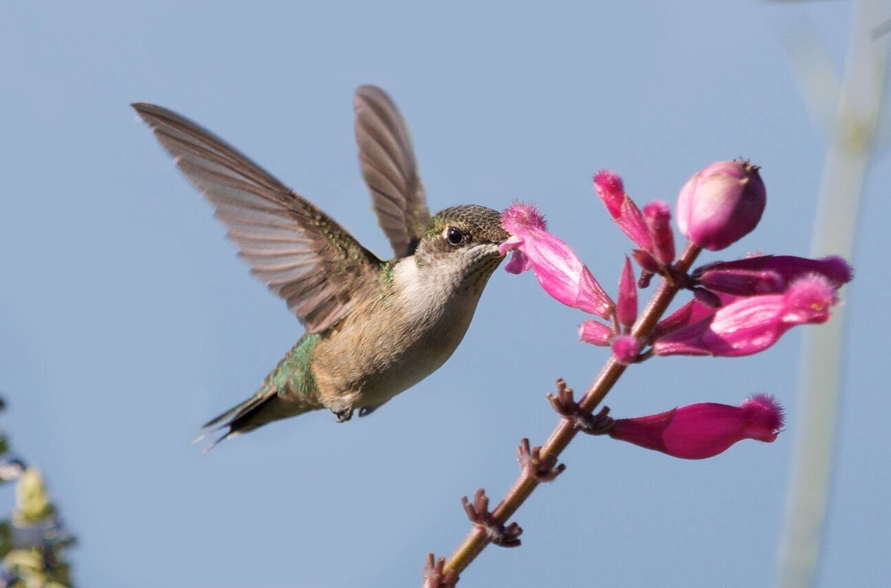 "Hummingbird 001" by Stephen Nappi