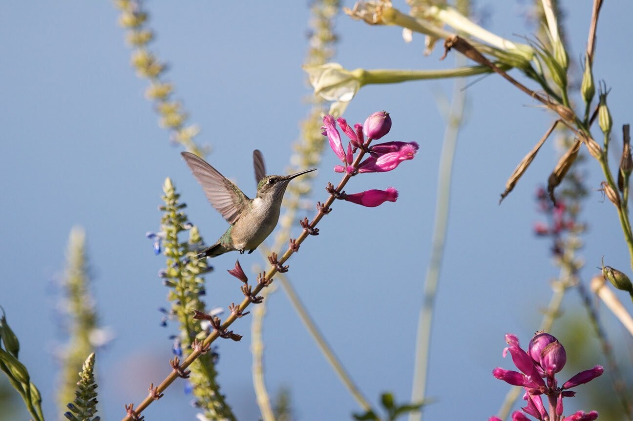 "Hummingbird -002" by Stephen Nappi