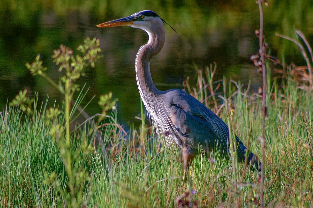 "Great Blue Heron" by Stephen Nappi