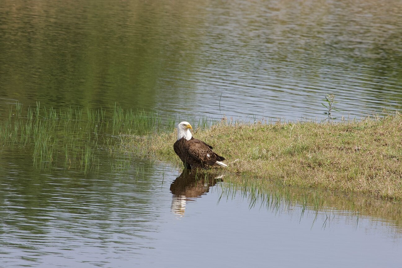 "Patience" by Stephen Nappi