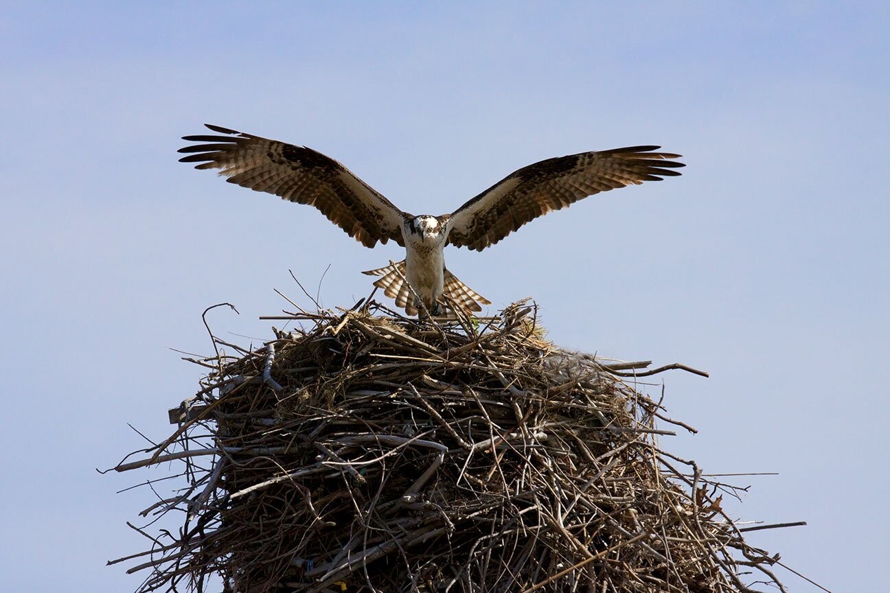 "Leaving for Work" by Stephen Nappi