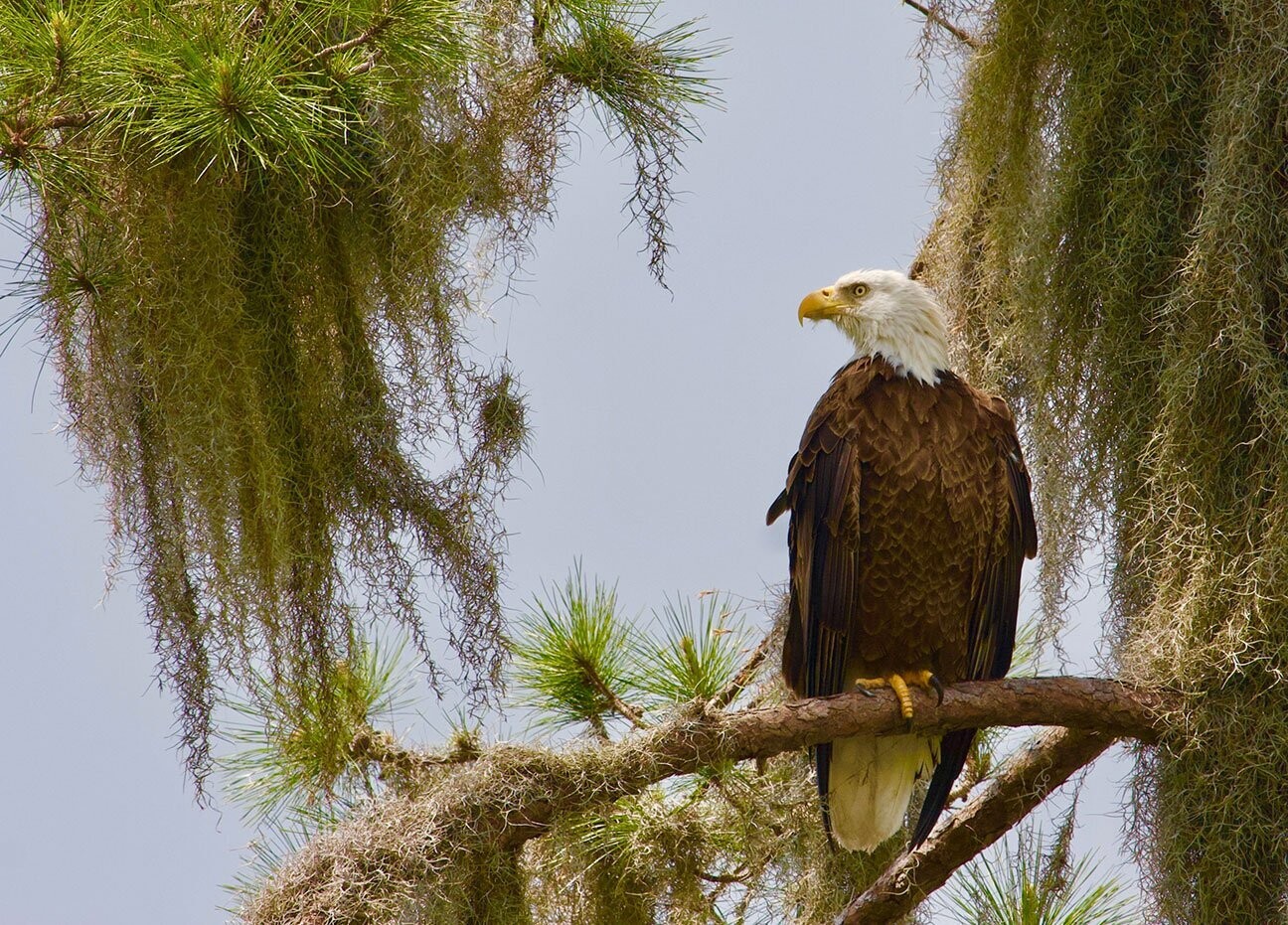 "Perched" by Stephen Nappi