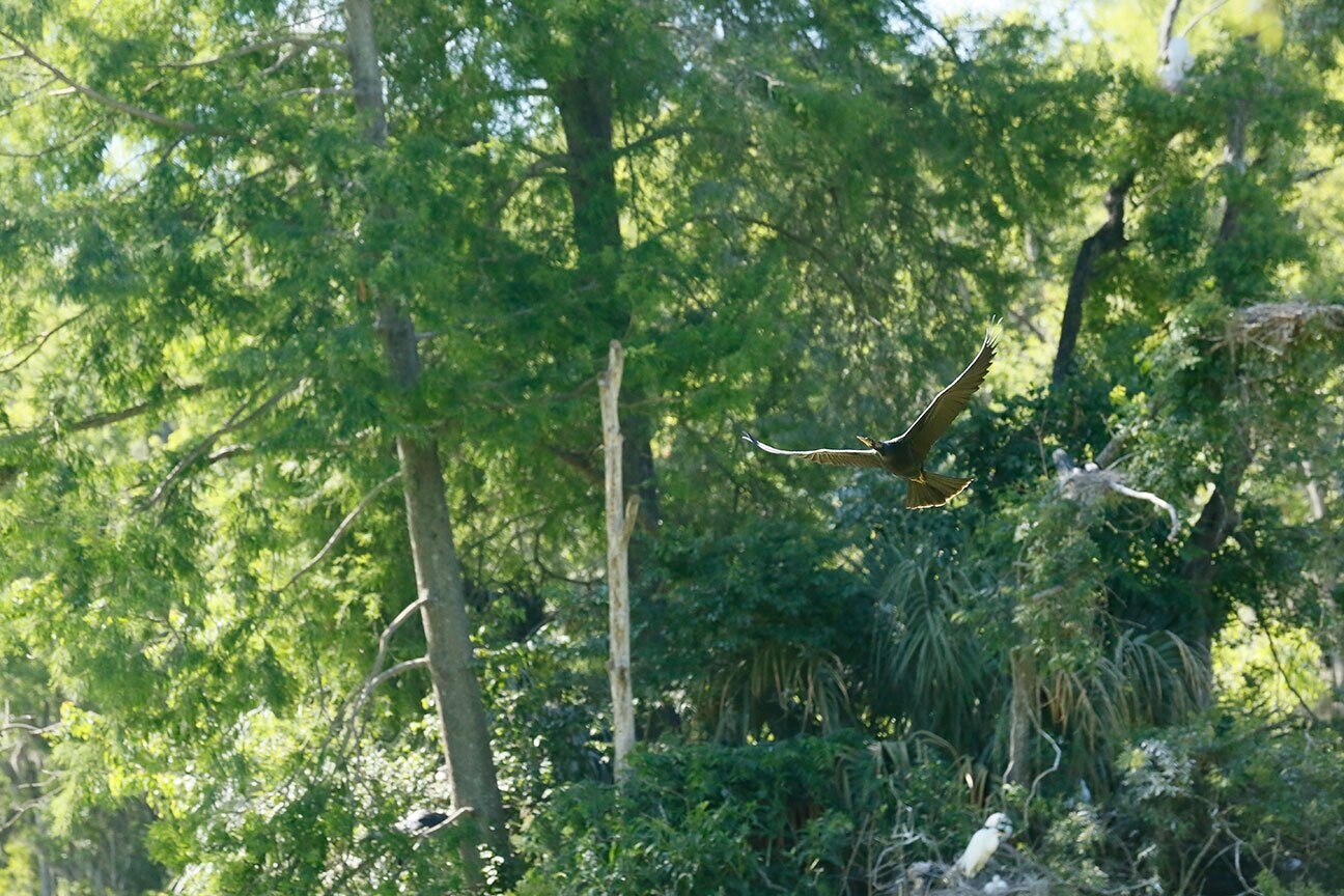 "Woodland Flight" by Stephen Nappi