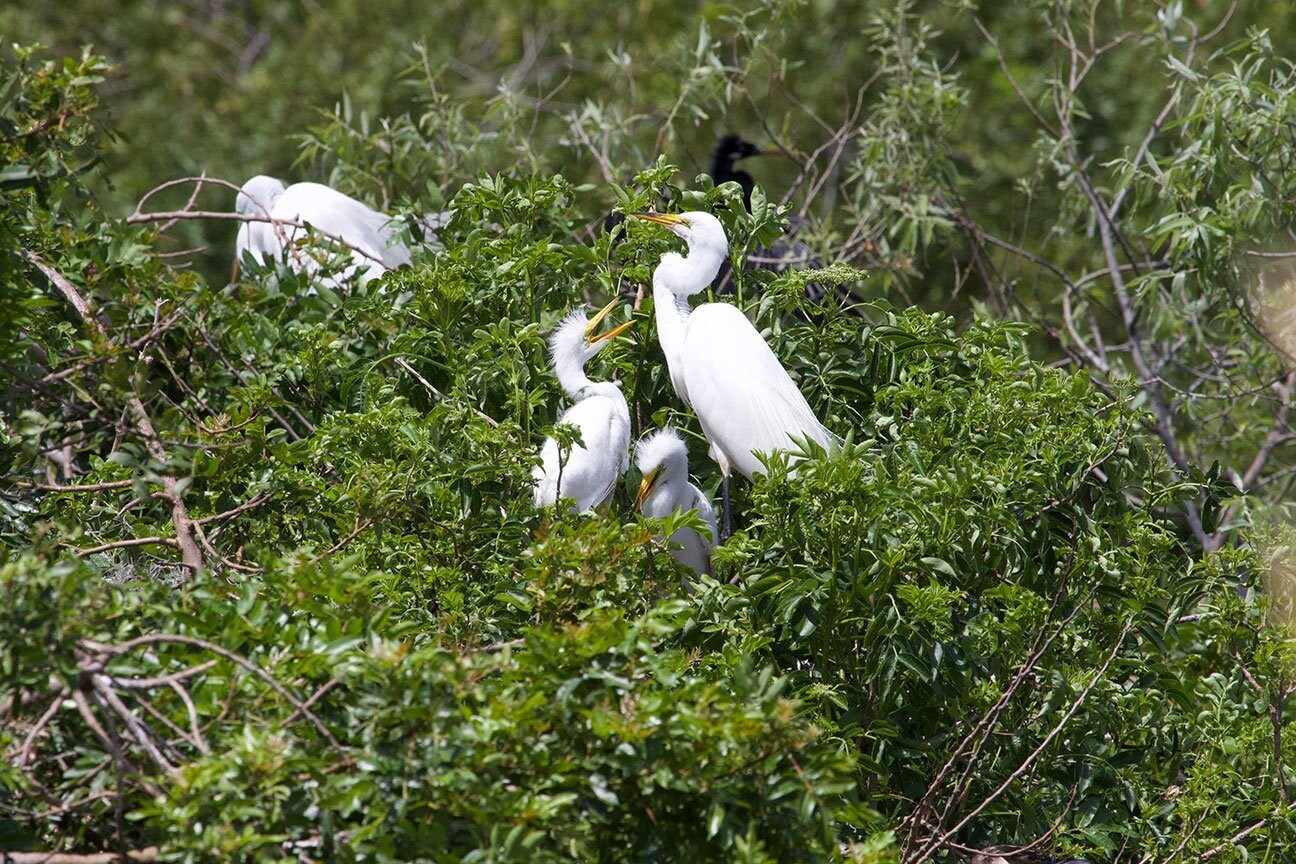 "Egrets Nesting" by Stephen Nappi