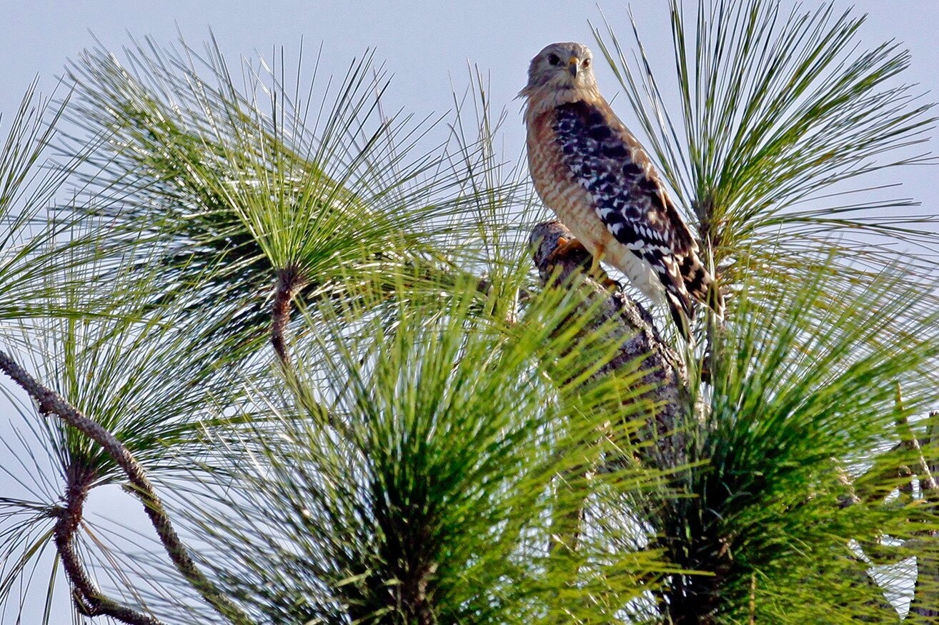 "Red Shouldered Hawk 1" by Stephen Nappi