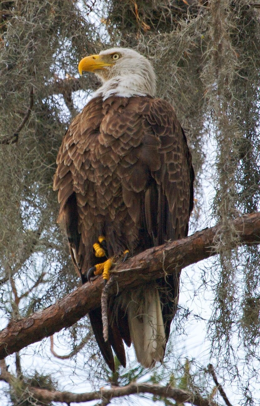 "Lookout" by Stephen Nappi