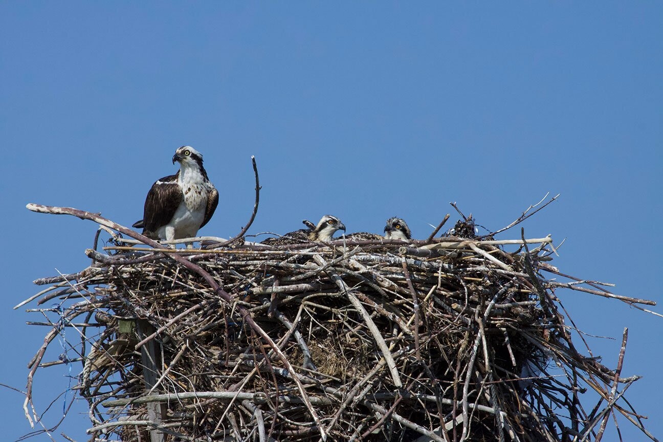 "Family Time" by Stephen Nappi