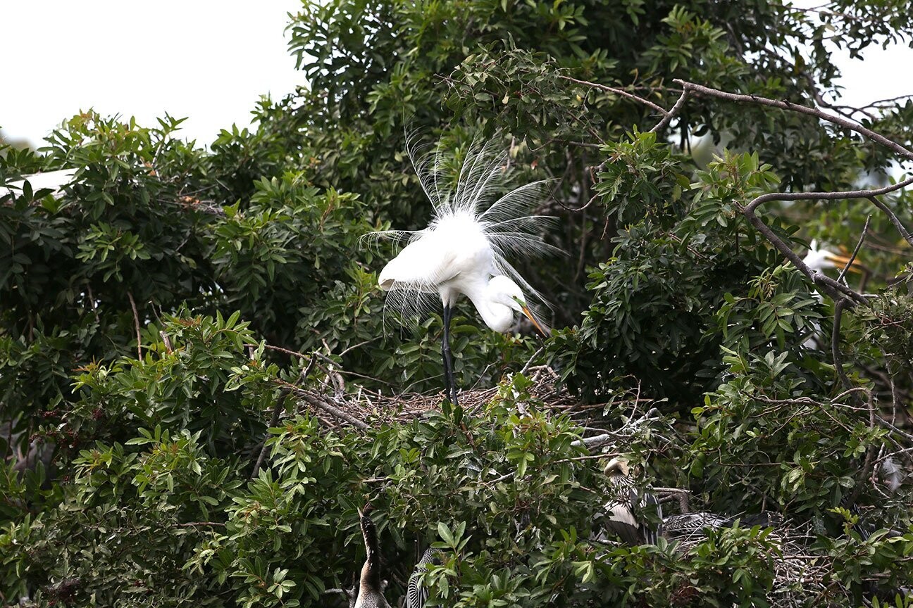 "Egret Preening" by Stephen Nappi