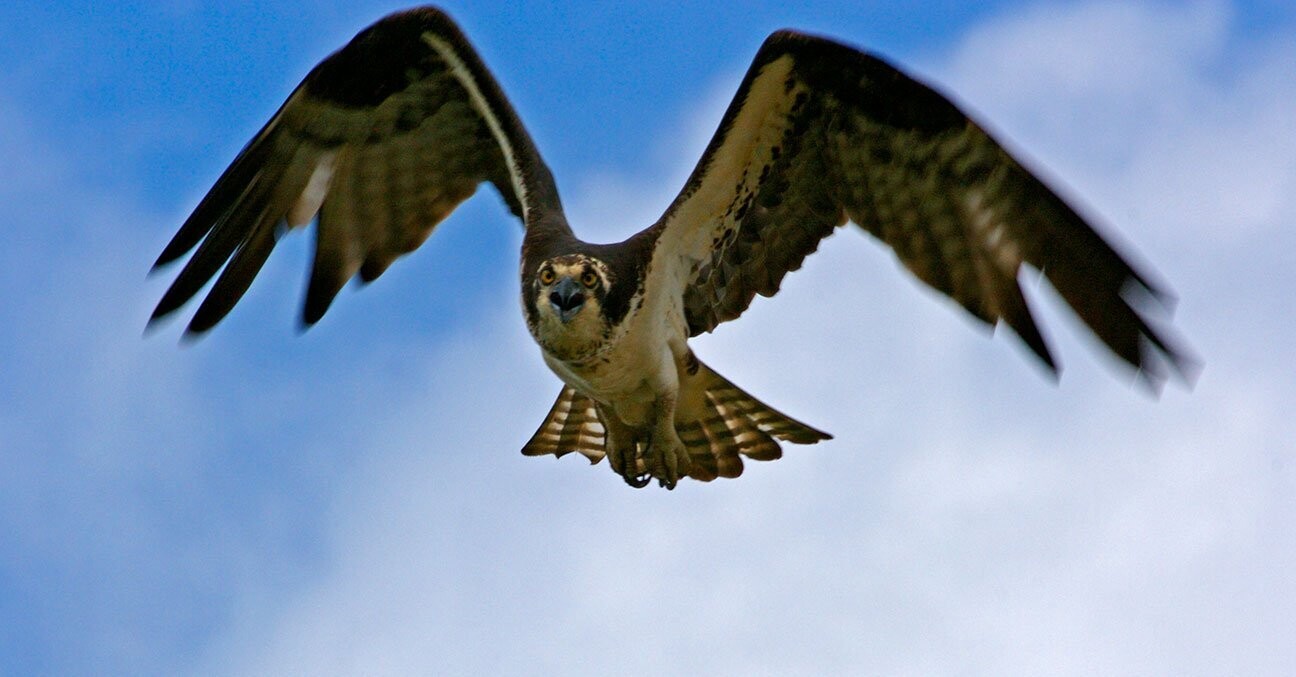 "Image 0969" by Stephen Nappi