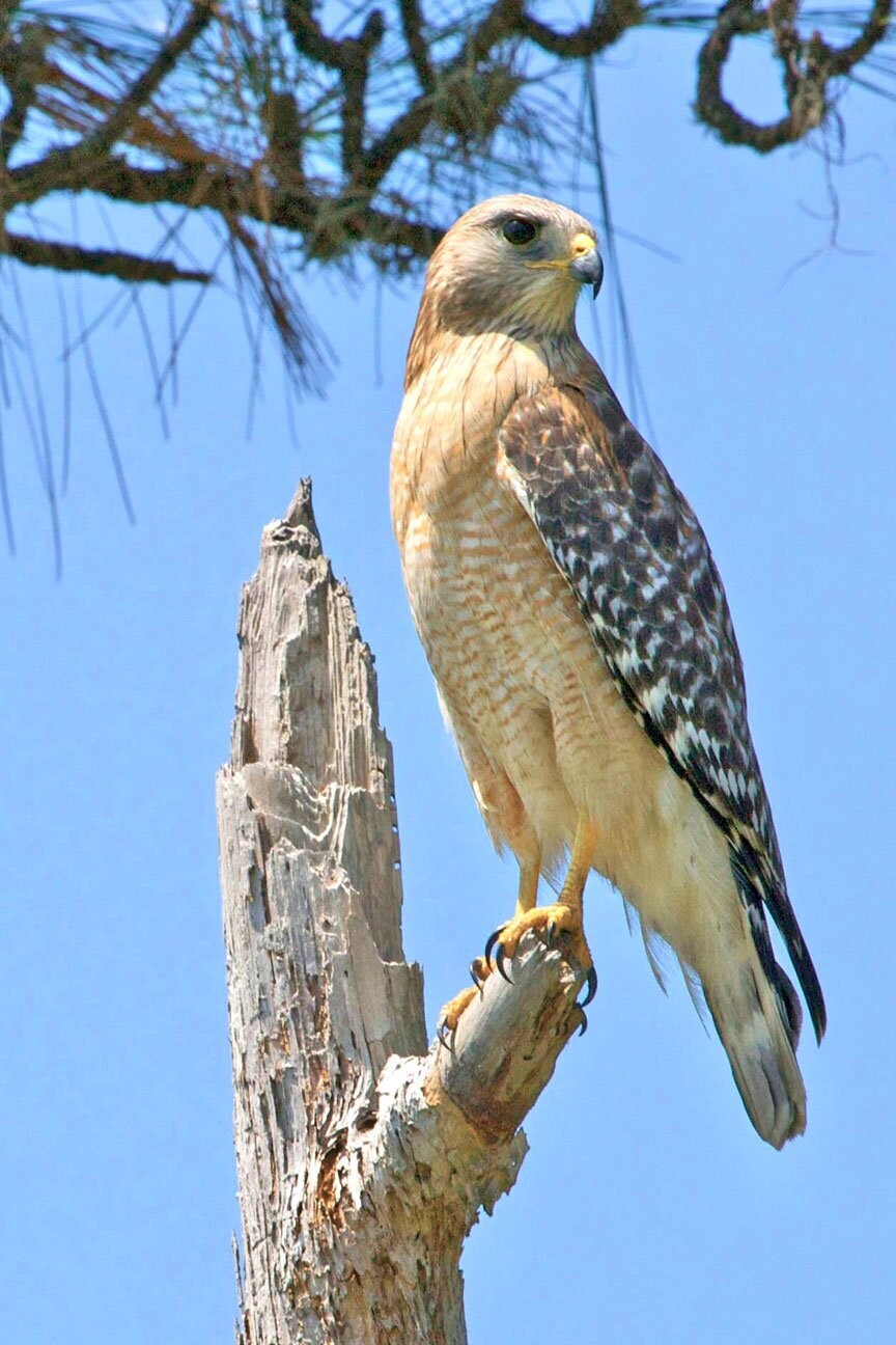 "Red Shouldered Hawk 2" by Stephen Nappi