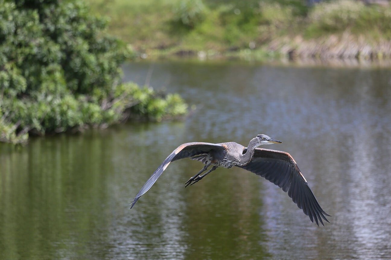 "Great Blue in Flight" by Stephen Nappi