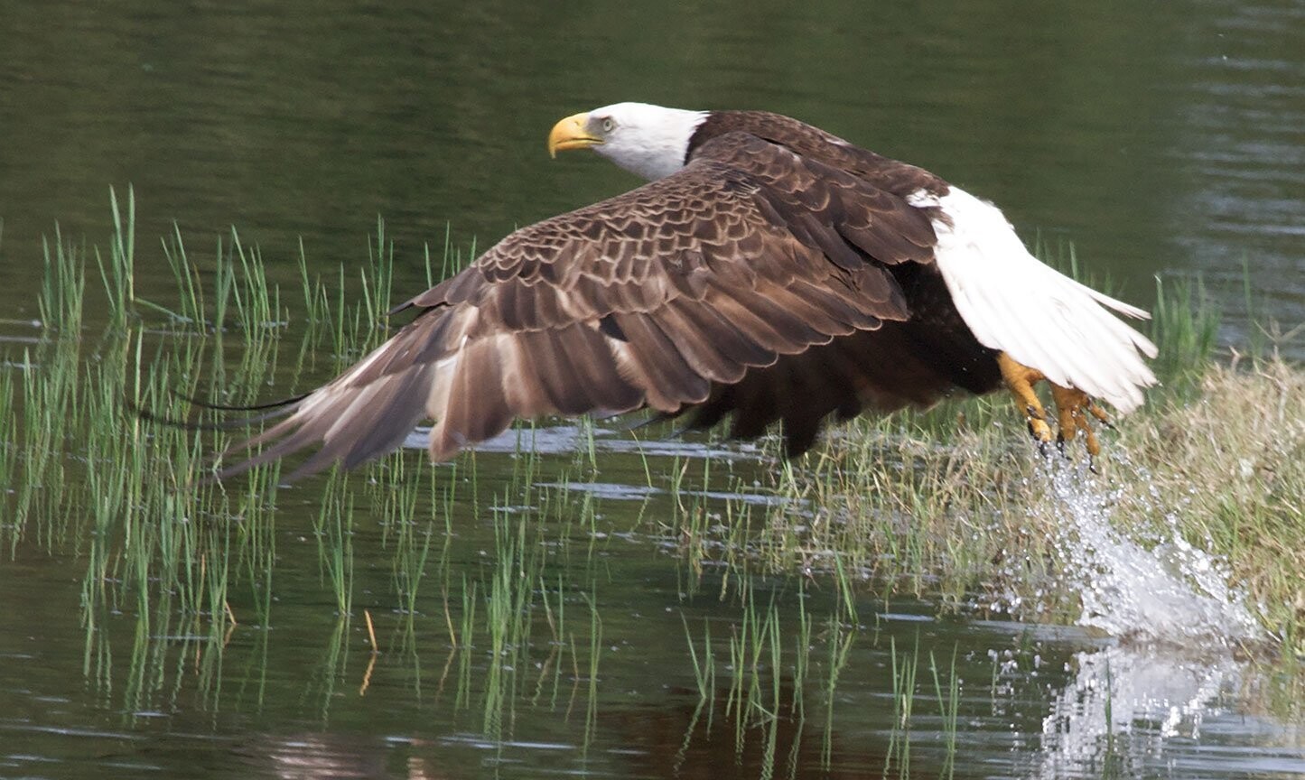 "Takeoff" by Stephen Nappi