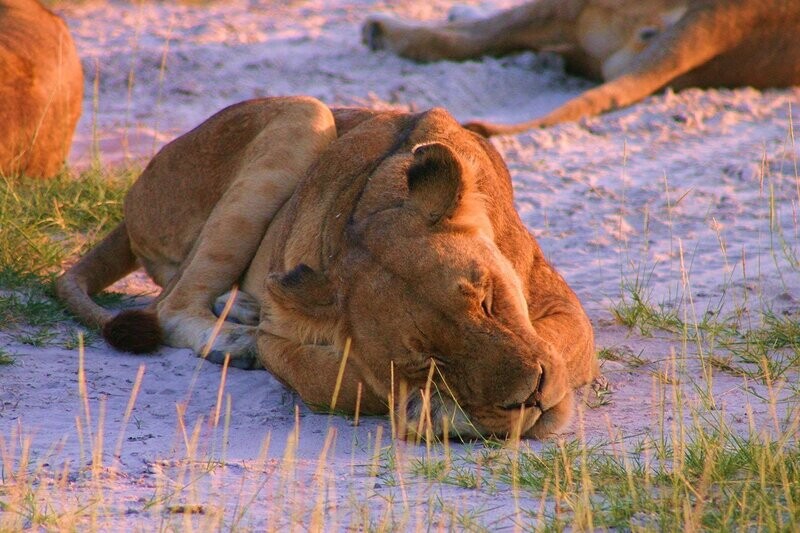 "Lioness Nap" by MFox