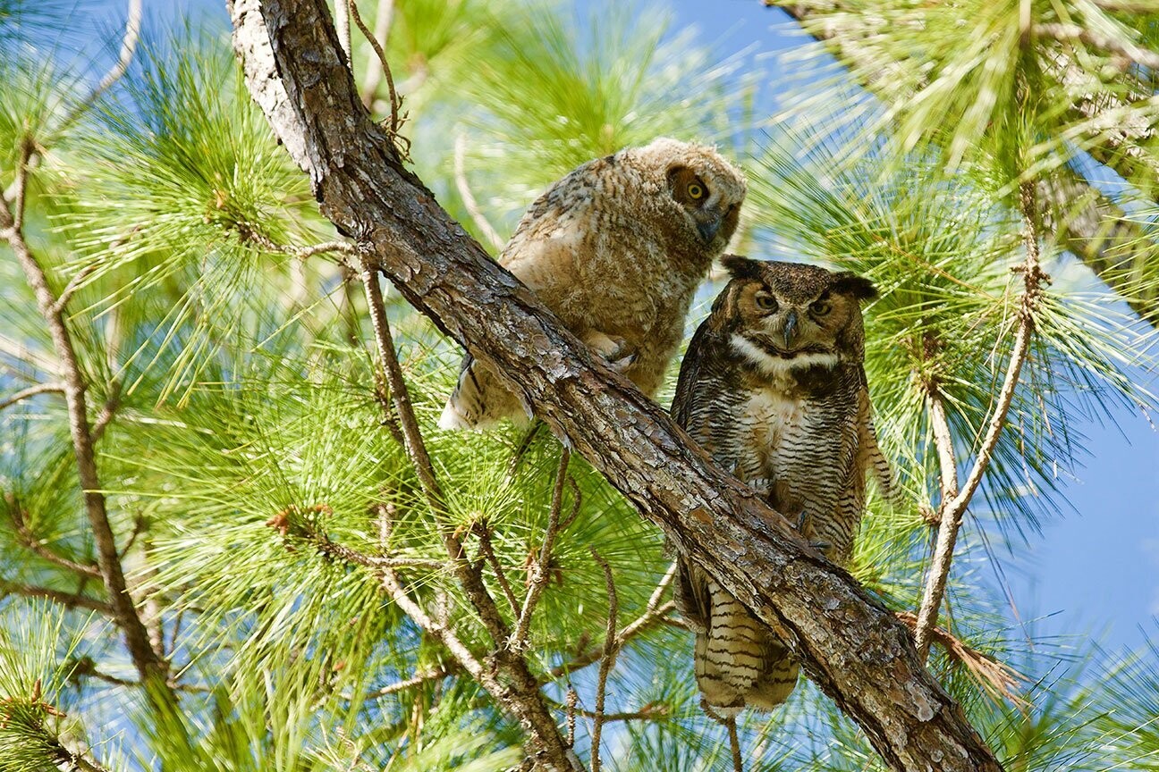 "Dad and his Owlet" by Stephen Nappi