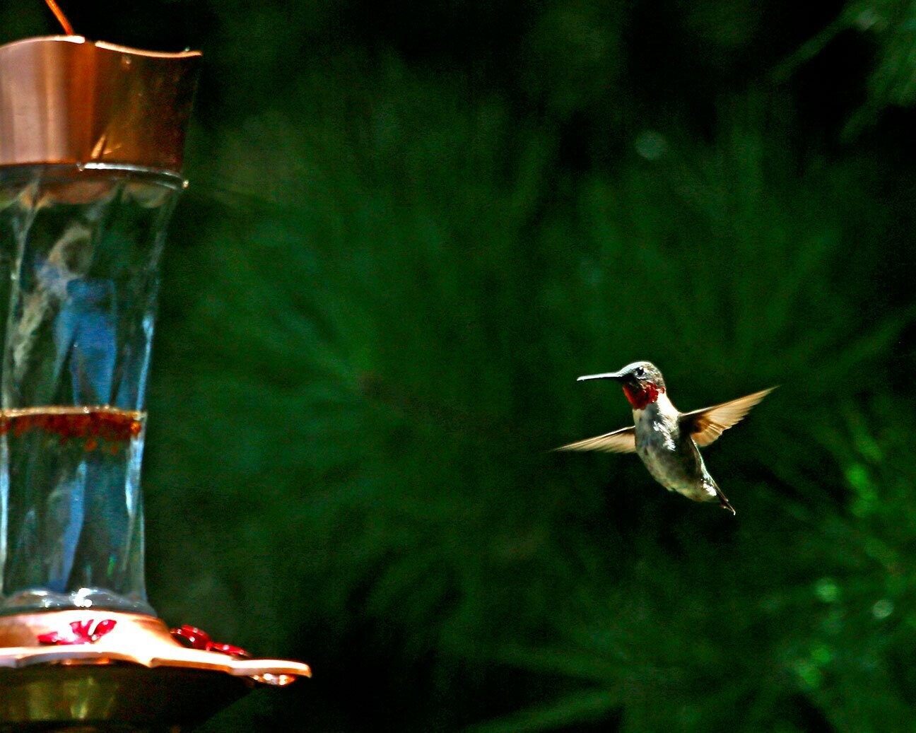 Hovering Hovering" by Stephen Nappi