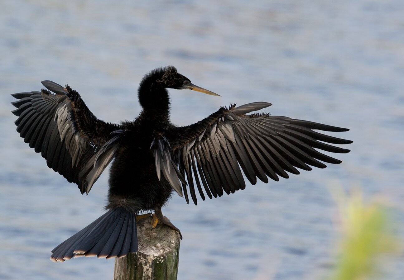 "Anhinga" by Stephen Nappi