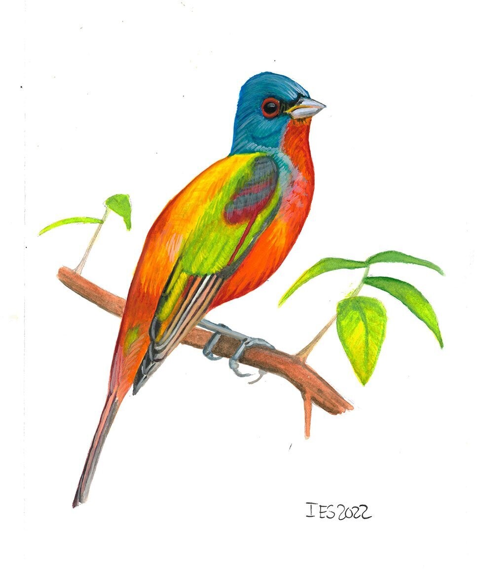 "Painted Bunting" by Isaiah Scott