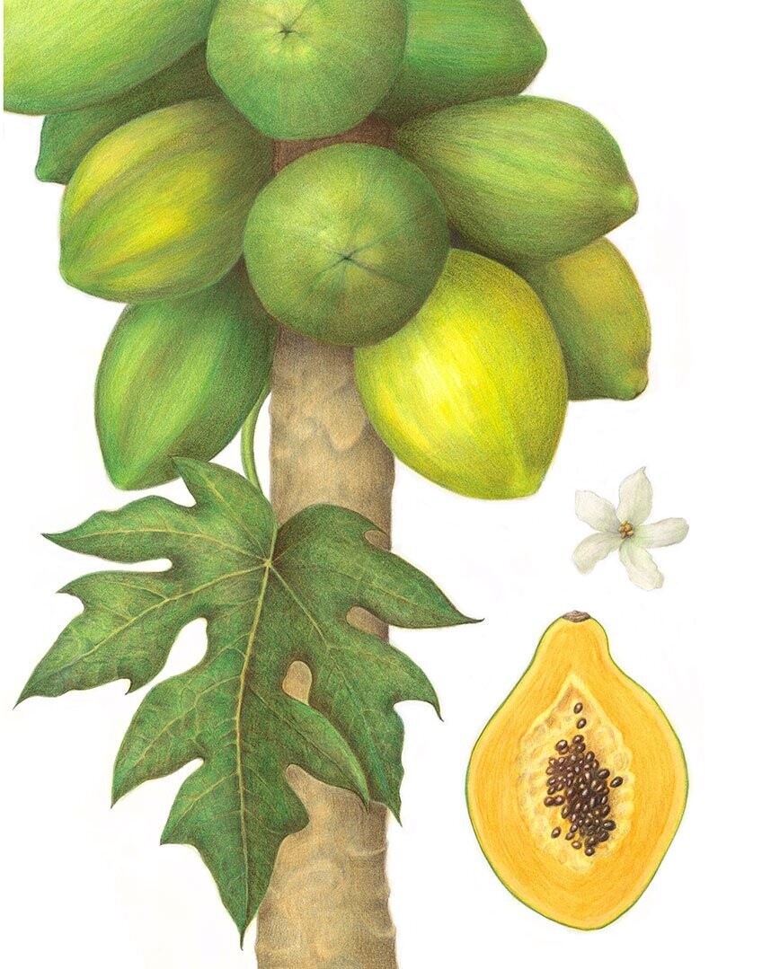 "Papaya Botanical" by Denise Robinson