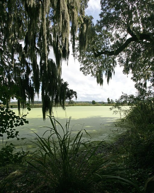 "Ashley River" by Casey O'Connor