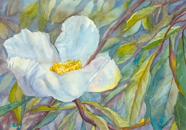 "Magnolia Glow" by Jeny McCullough