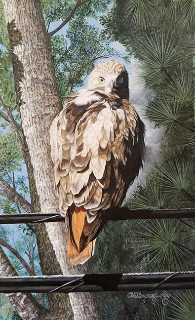 30x18 30x18 "Through the Storm Hwy 41 Red Tailed Hawk"