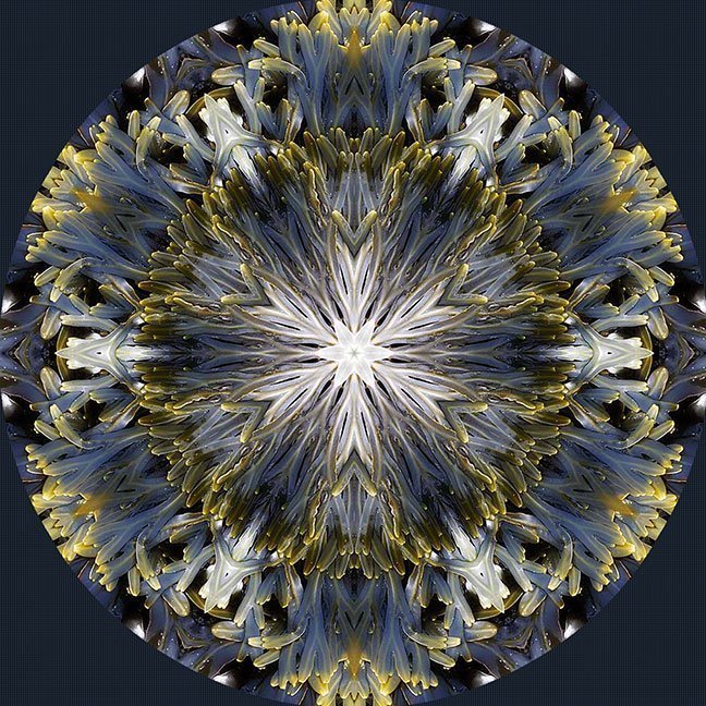 "Sea Weed" by Paula Caldwell