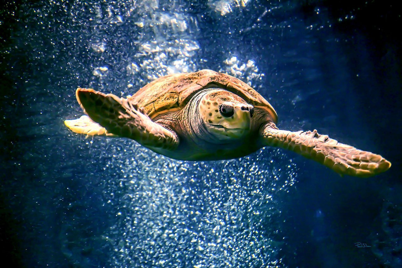 "Charleston Sea Turtle" by Paul Silva