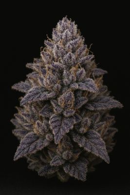 Bexar Kingdom Reserve Flower