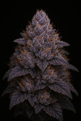 Bexar Kingdom Finest Flower